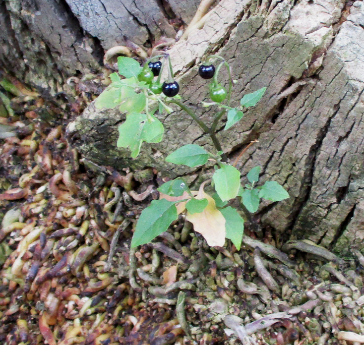 American Black Nightshade From Copilco El Bajo Ciudad De M Xico Cdmx