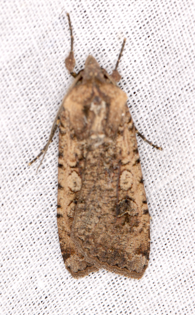 Variegated Cutworm Moth From Province De Chtouka Ait Baha Maroc On May