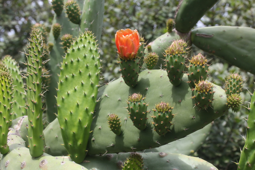 Indian Fig Opuntia From Overberg District Municipality South Africa On