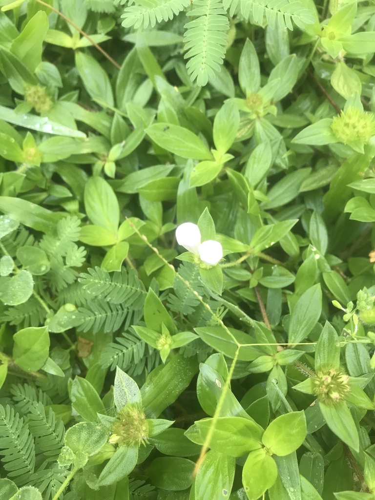 Largeflower Mexican Clover From Picos Rd Fort Pierce Fl Us On May