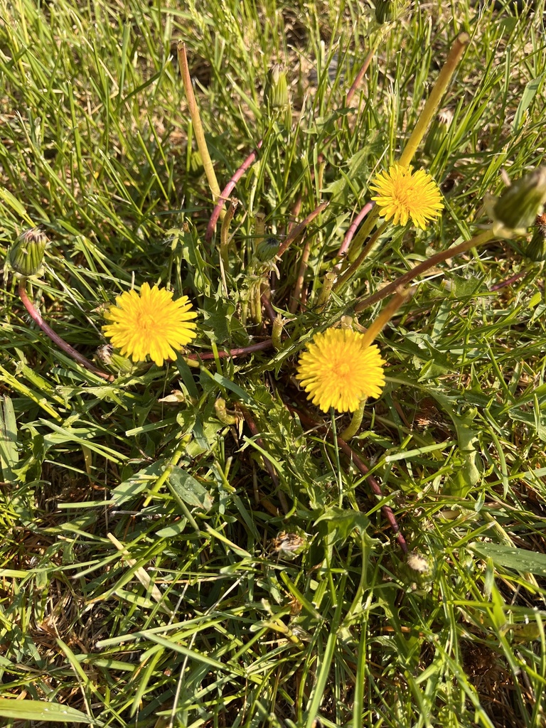 Red Seeded Dandelion From S Sullivan Rd Spokane Valley Wa Us On May