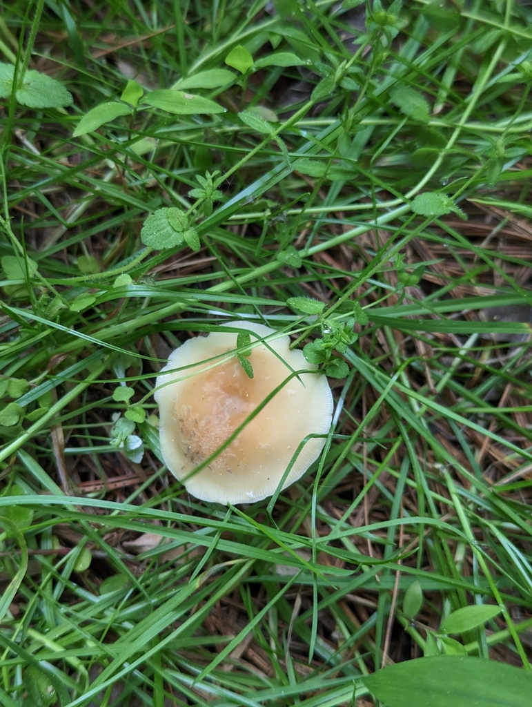 Gymnopus Subsulphureus From Henryville In Usa On May At