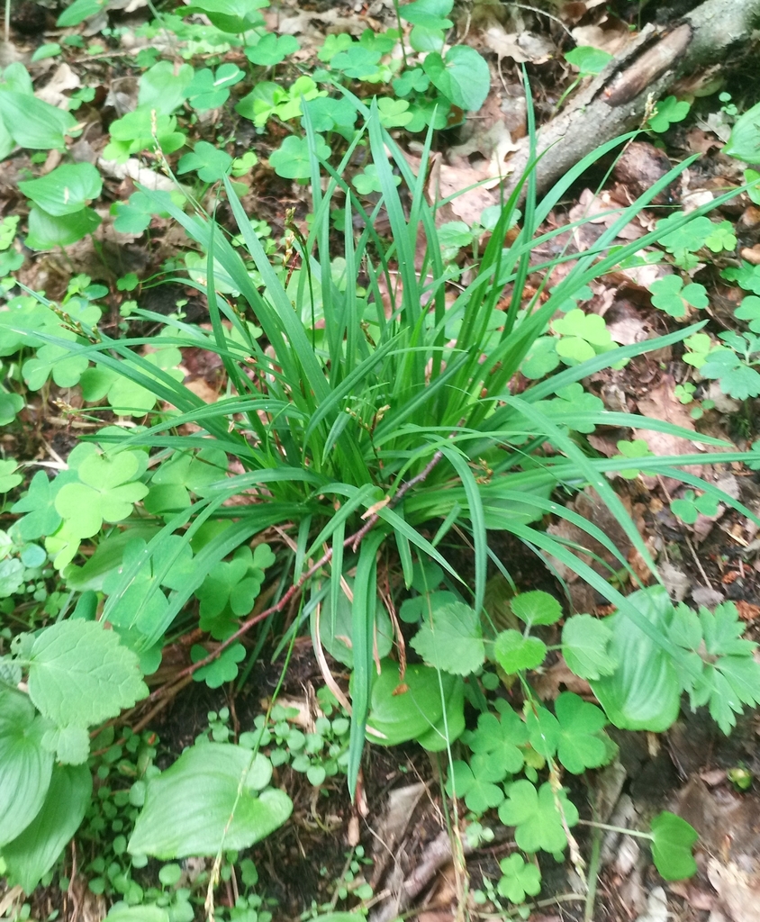 Fingered Sedge From On May At