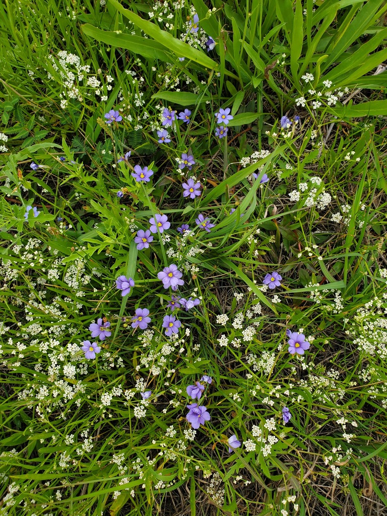 Blue Eyed Grasses From Texas City Tx Usa On April At