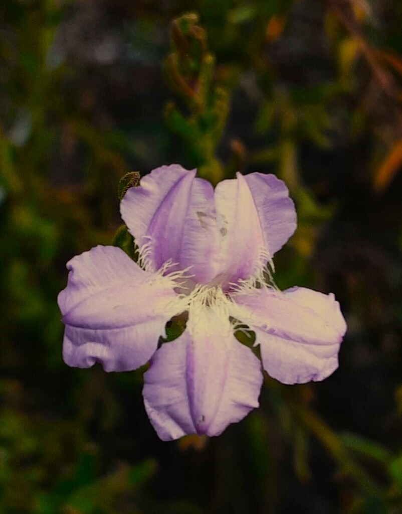 Purple Coopernookia From Gardens Of Stone SCA Cullen Bullen NSW 2790