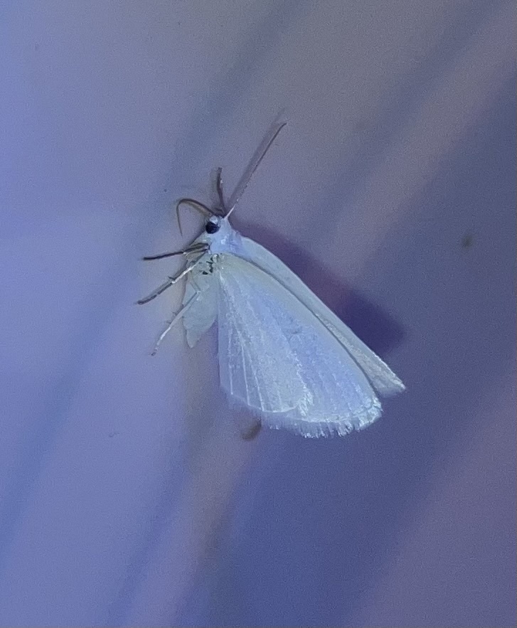 White Spring Moth From Penn Ave Apalachin NY On May 19 2023 At 09 58