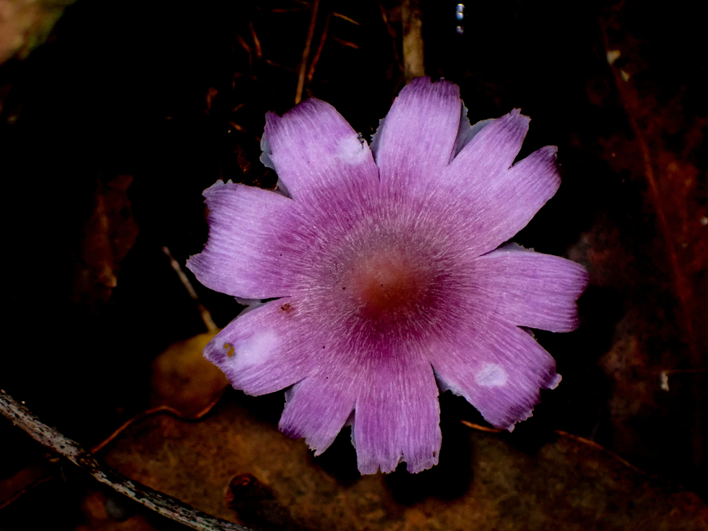 Mauve Splitting Waxcap From Somersby Falls Nsw Australia On May