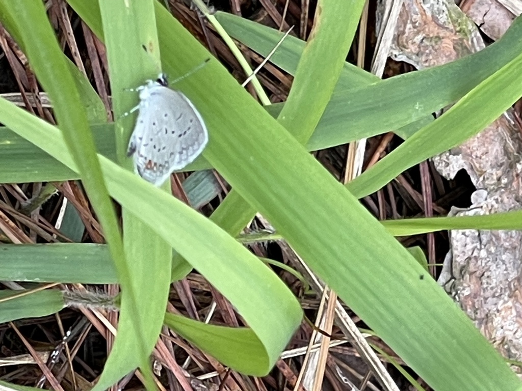 Eastern Tailed Blue From Longhorn Army Ammunition Plant Karnack Tx