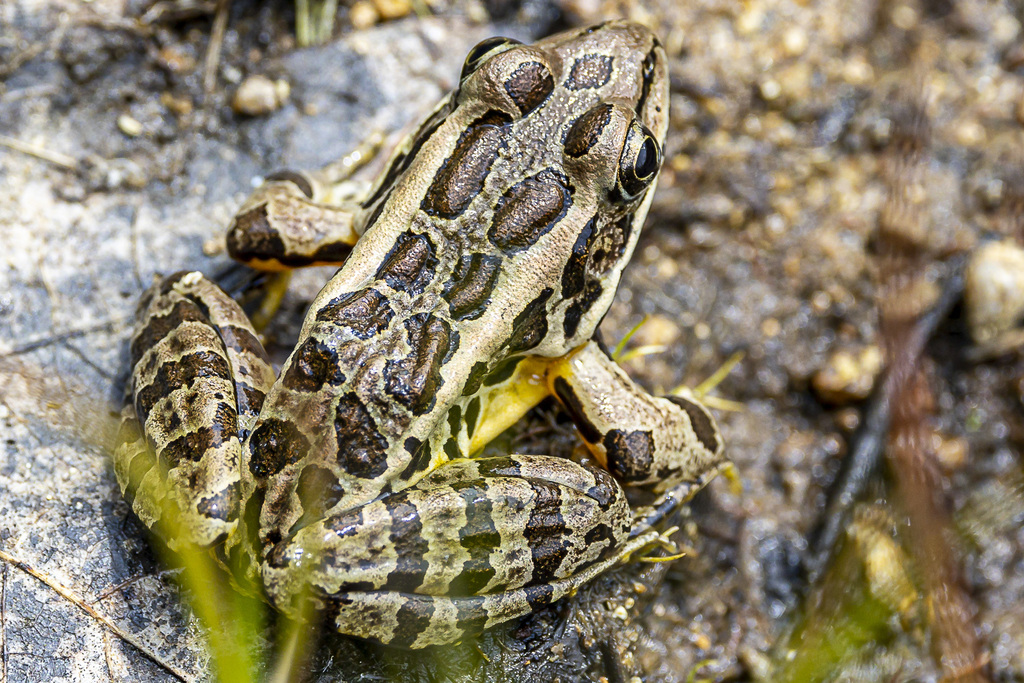 Pickerel Frog From Rockland County NY USA On May 19 2023 At 11 48 AM