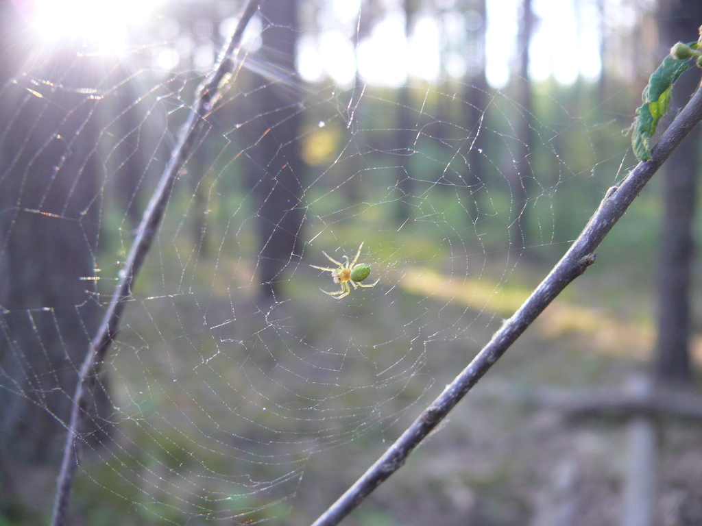 Cucumber Spiders From On May