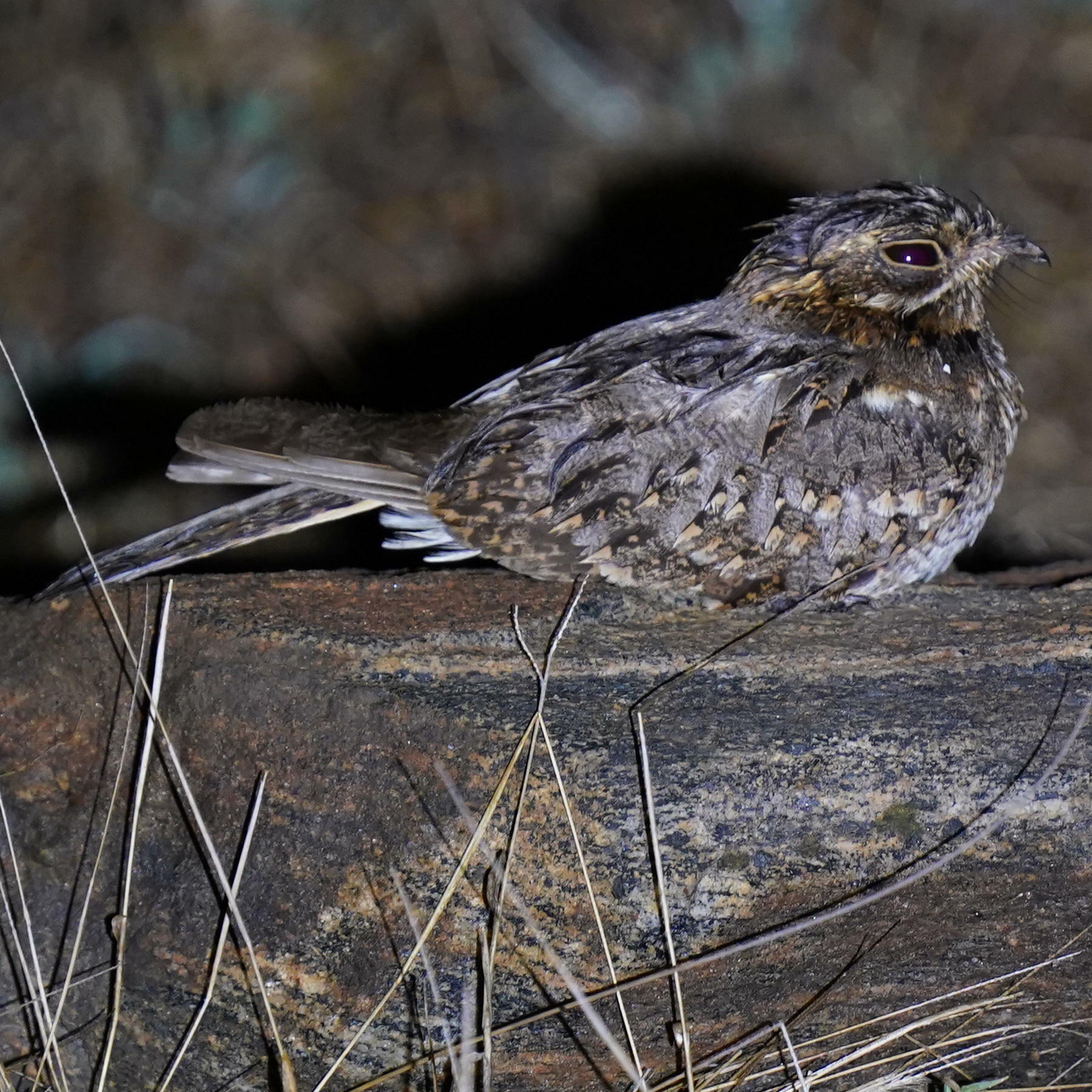 Caprimulgus Asiaticus Latham 1790