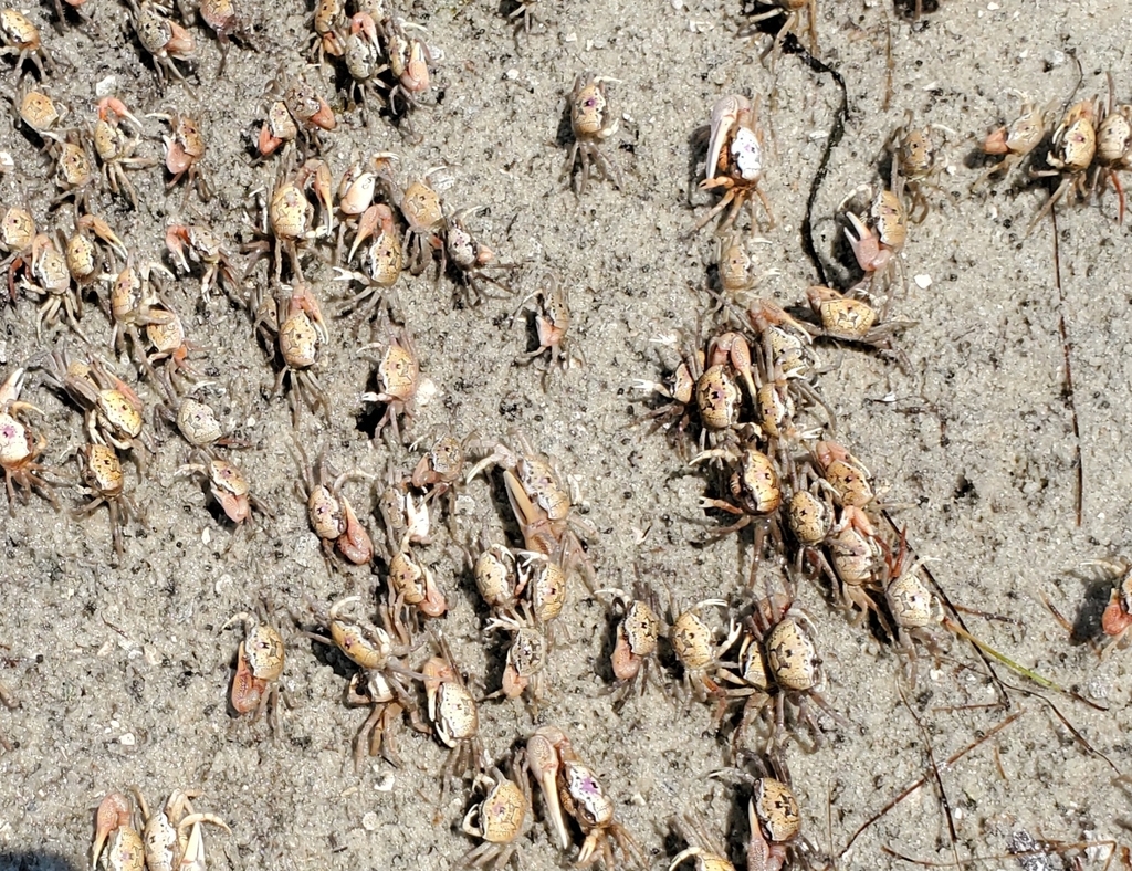 Atlantic Sand Fiddler Crab From Cape San Blas FL 32456 USA On May 20