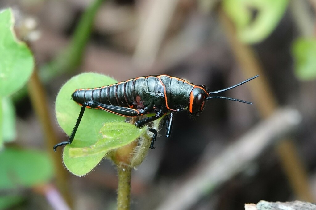 Reticulate Lubber Grasshopper From Heredia Province Sarapiqui Costa