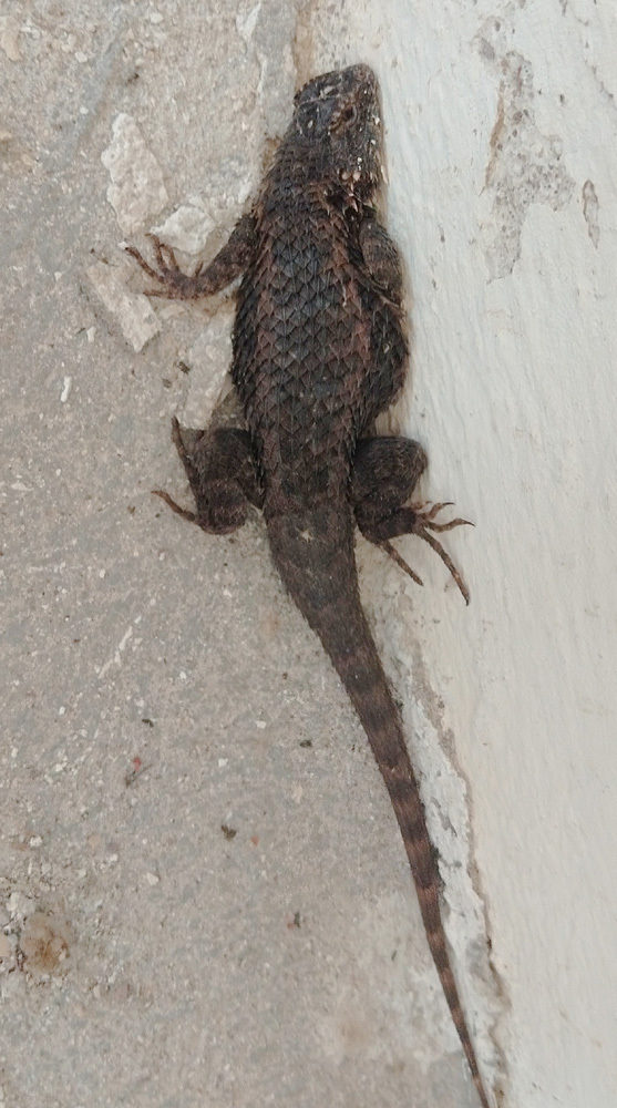 Eastern Spiny Lizard From Rancho Los Sauces Chicos Encarnaci N De D Az