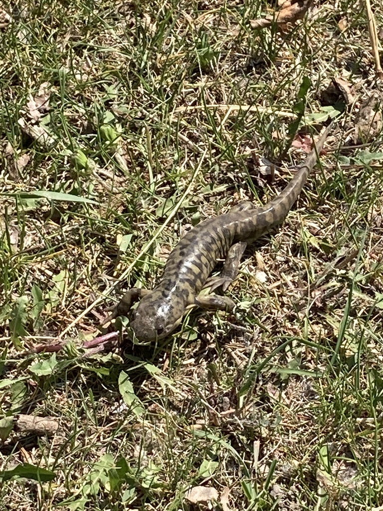 Blotched Tiger Salamander In May 2023 By Gjuta INaturalist