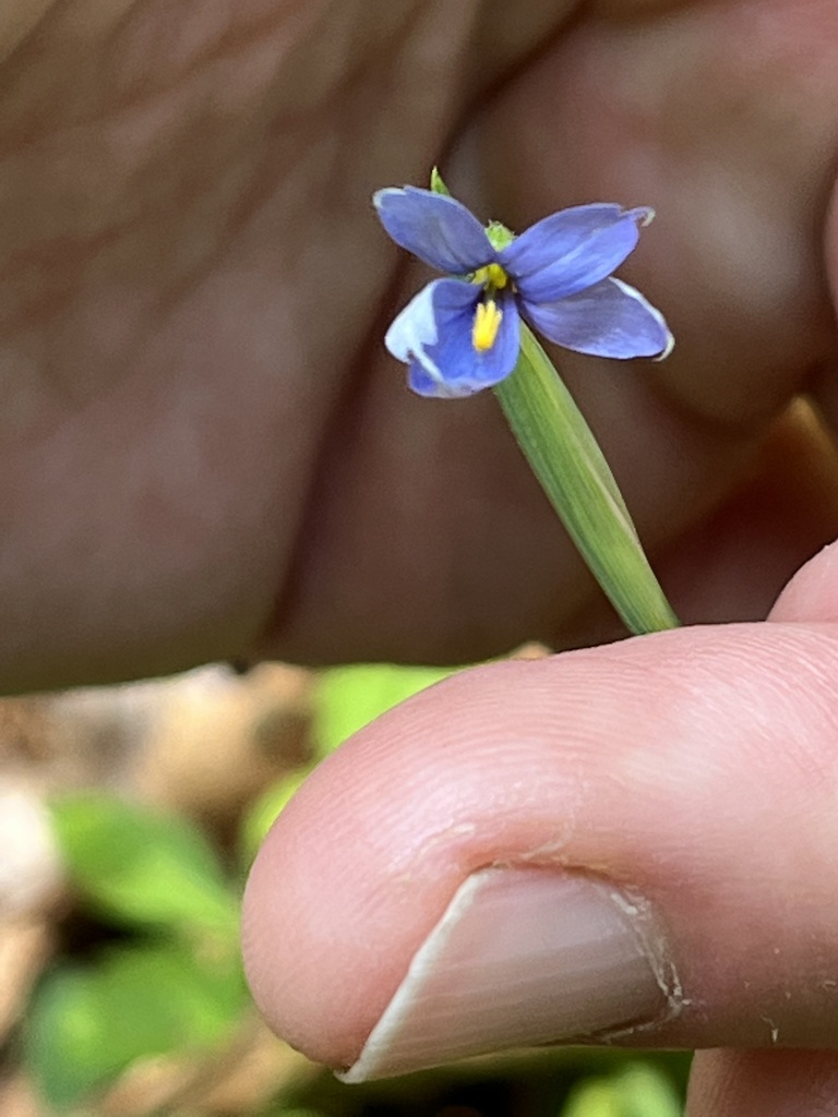 Blue Eyed Grasses From Orange VA US On May 21 2023 At 03 47 PM By