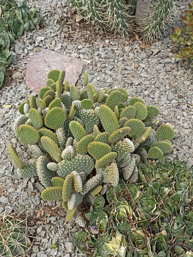 Nopal cegador desde Viveros Revolucion 36699 Irapuato Gto México el