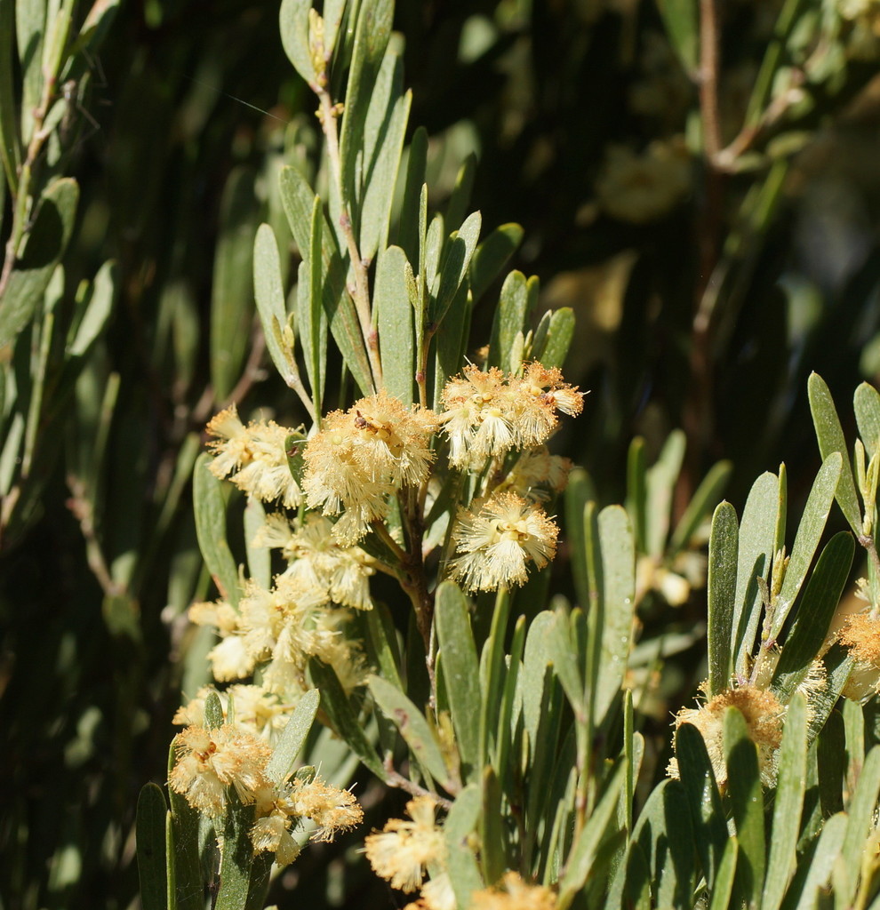 Variable Sallow Wattle From Middlesex TAS 7306 Australia On November