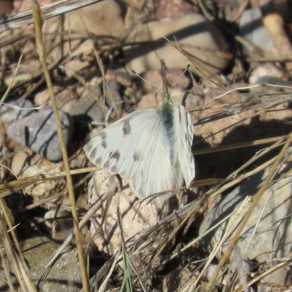 Checkered White From Cochise County AZ USA On May 23 2023 At 07 18