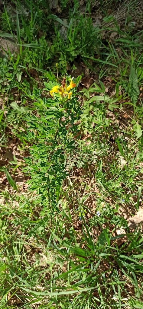 Chamaecytisus Ratisbonensis From Kamianets District Belarus On May 24