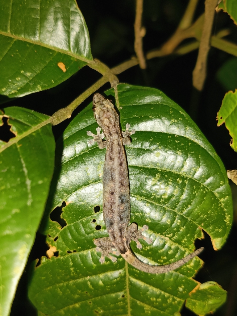 Indo Pacific Slender Gecko From Mandai T Trail On May At