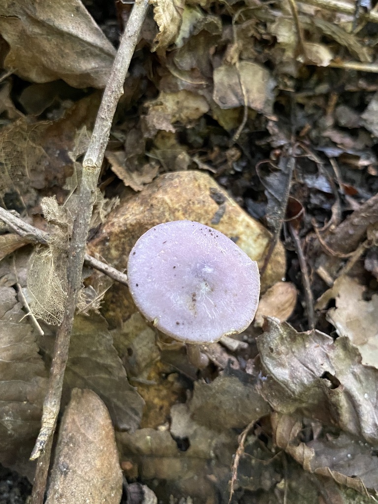 Bolbitius In May By Jim Oehmke Inaturalist