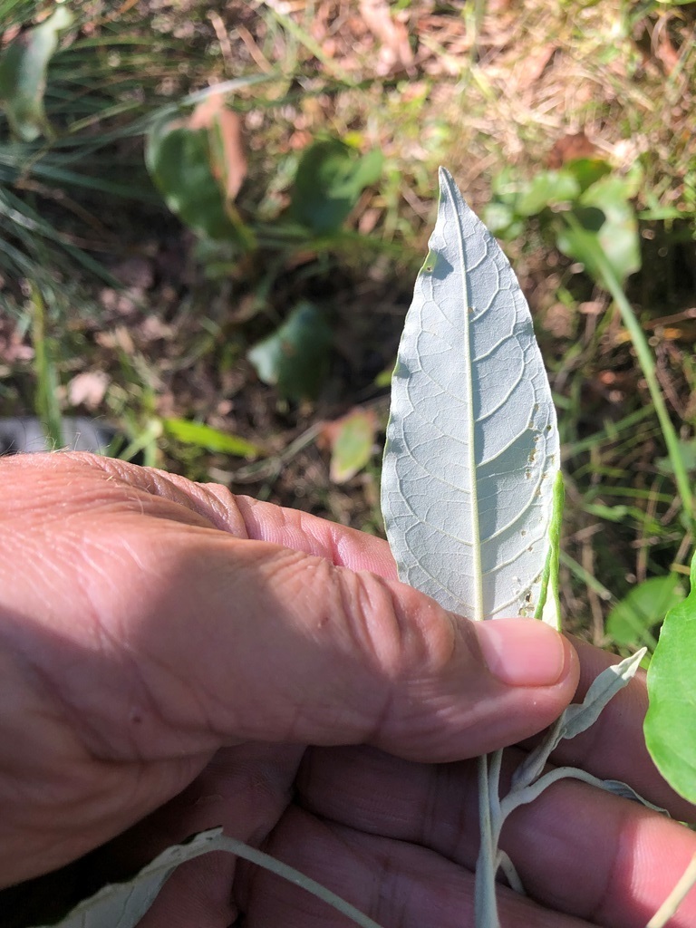 Broad Leaf Star Hair From Wongawallan QLD 4210 Australia On May 20