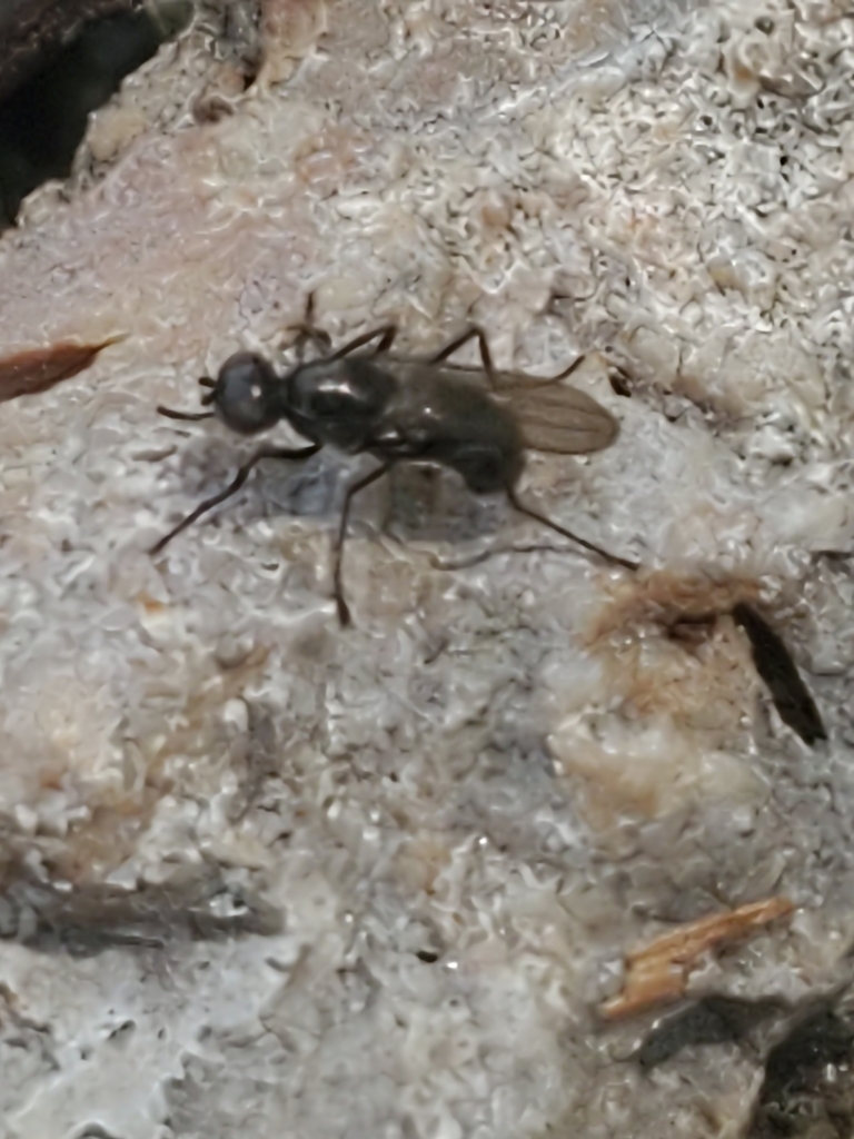 Black Scavenger Flies From Jacks Creek Greenway Washington Nc Usa On