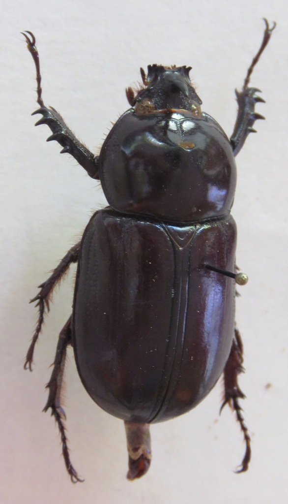 Podischnus Agenor From Guatemala Escuintla Ingenio Pantaleon On May