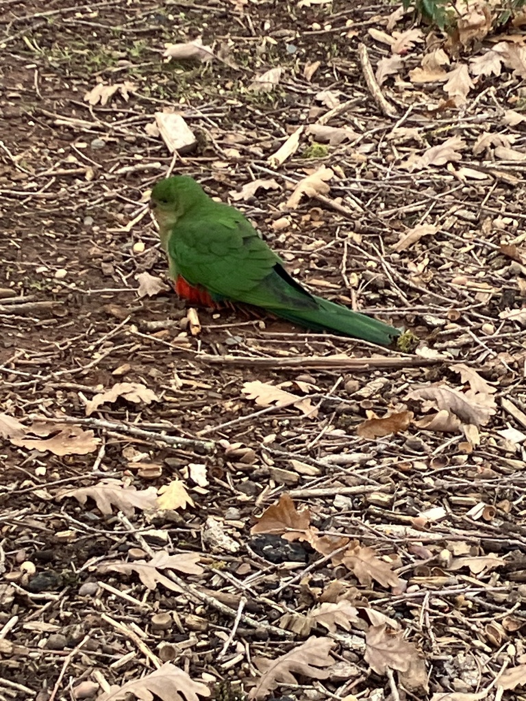 Australian King Parrot From Murchison St Marysville VIC AU On May 27