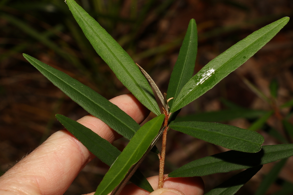 Wallum Phebalium From Cootharaba QLD 4565 Australia On May 28 2023 At