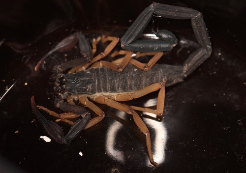 Alacrán café esbelto Arácnidos de la Peninsula de Yucatán iNaturalist