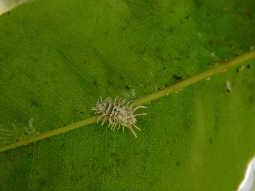 Psylloids From Rancaekek Bandung Regency West Java Indonesia On May