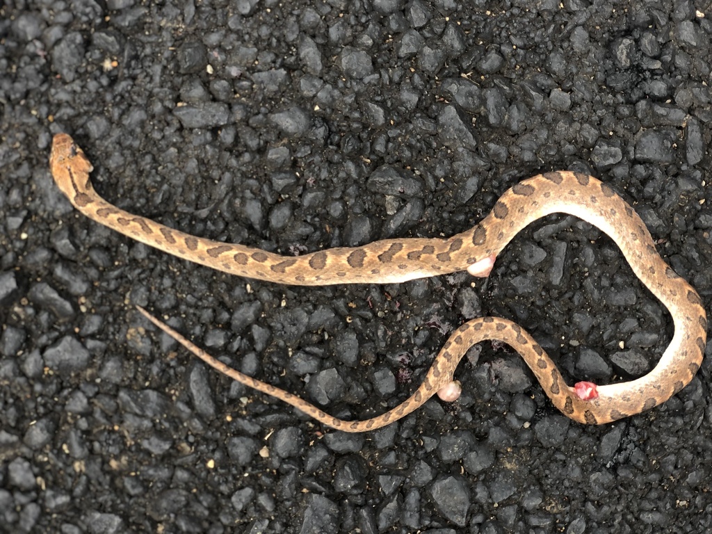 Rhombic Cat Eyed Snake From V A La Cruz Guanacaste Cr On May