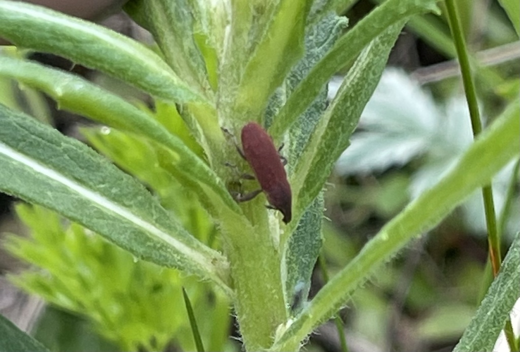 Lixus Tibialis From