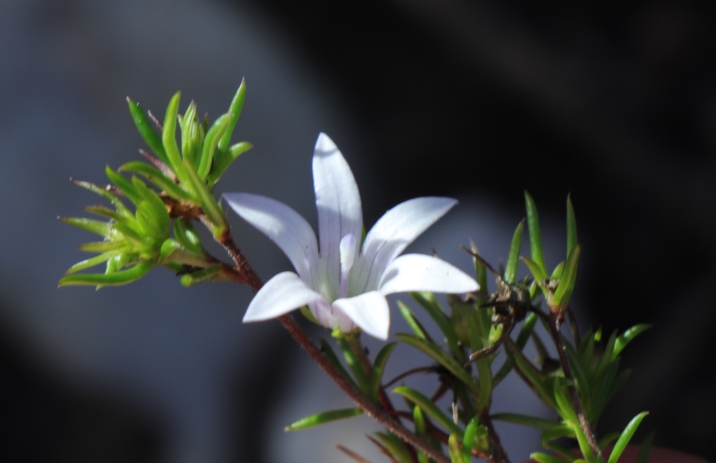 Wahlenbergia Thunbergii From Vygekraal Robberg Coastal Corridor On May