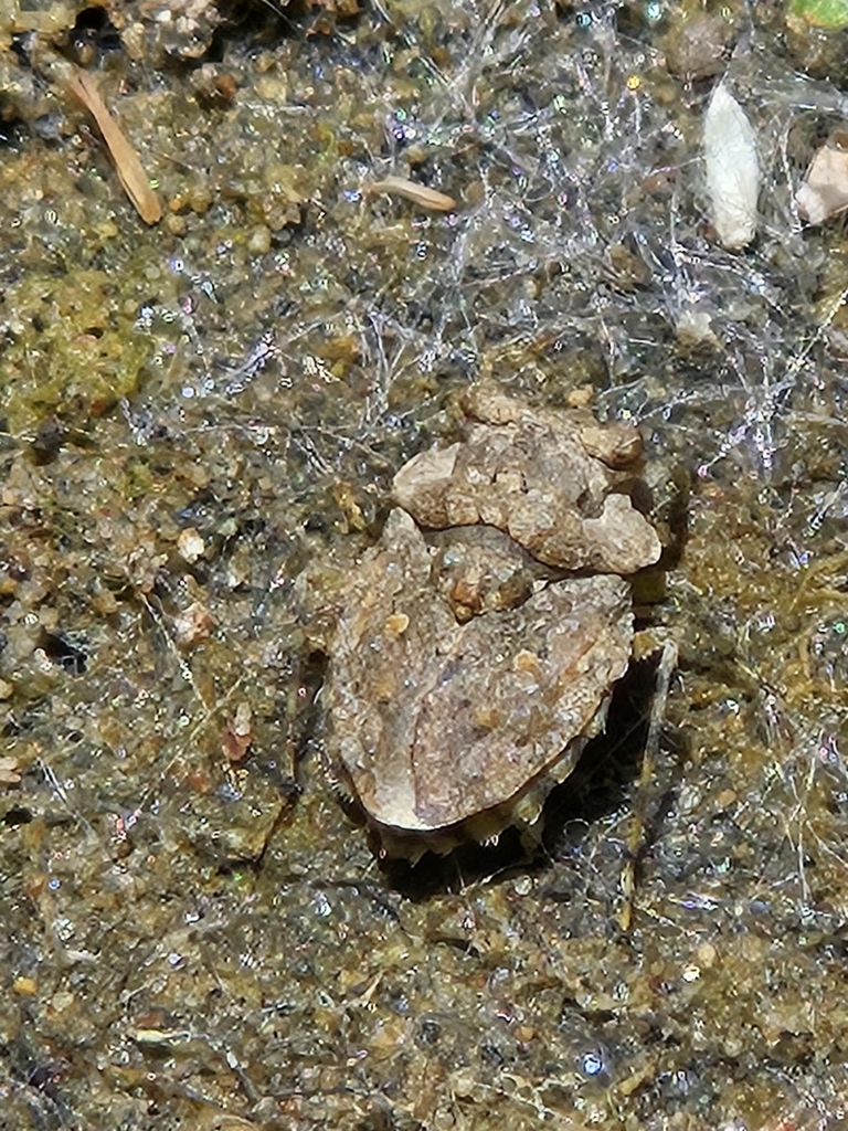 Big Eyed Toad Bug From Eagle Township In Usa On May At