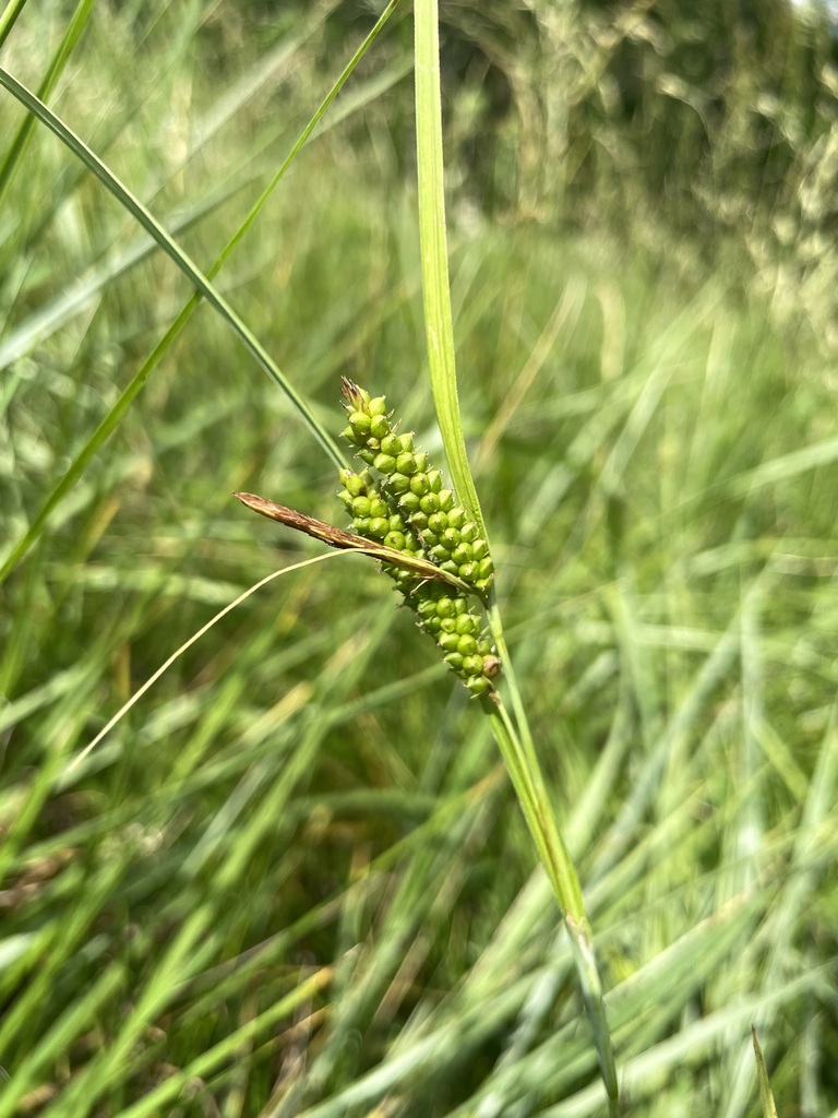 Limestone Meadow Sedge From Washington County AR USA On May 29 2023