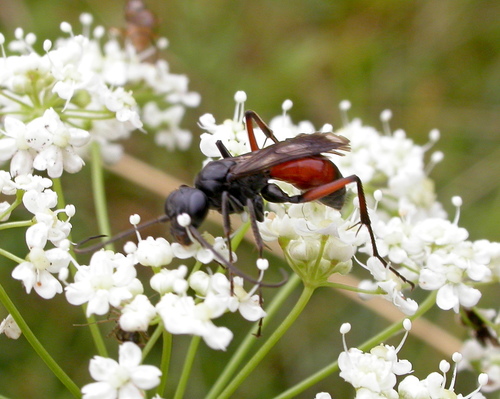 Priocnemis Exaltata Inaturalist