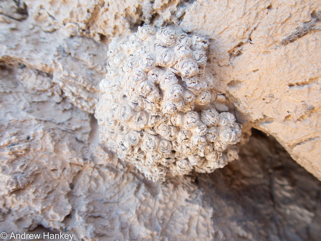 Conophytum Saxetanum In May 2023 By Andrew Hankey INaturalist