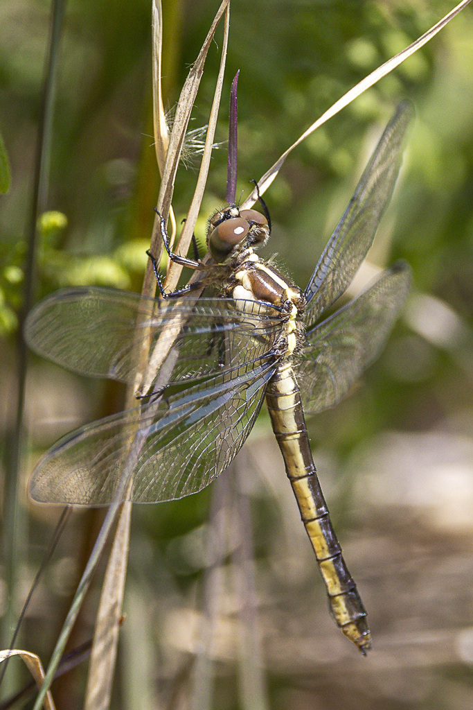 Slaty Skimmer From Rockland County NY USA On May 31 2023 At 11 40 AM