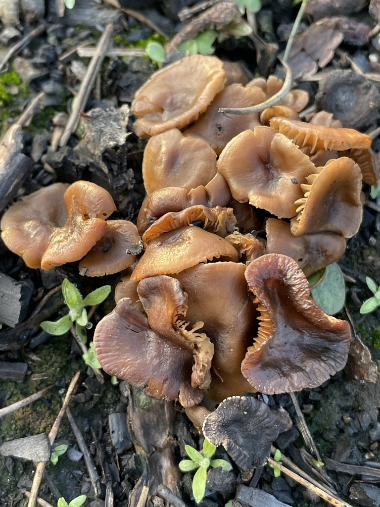 Common Gilled Mushrooms And Allies From Cascade ID US On May 27 2023