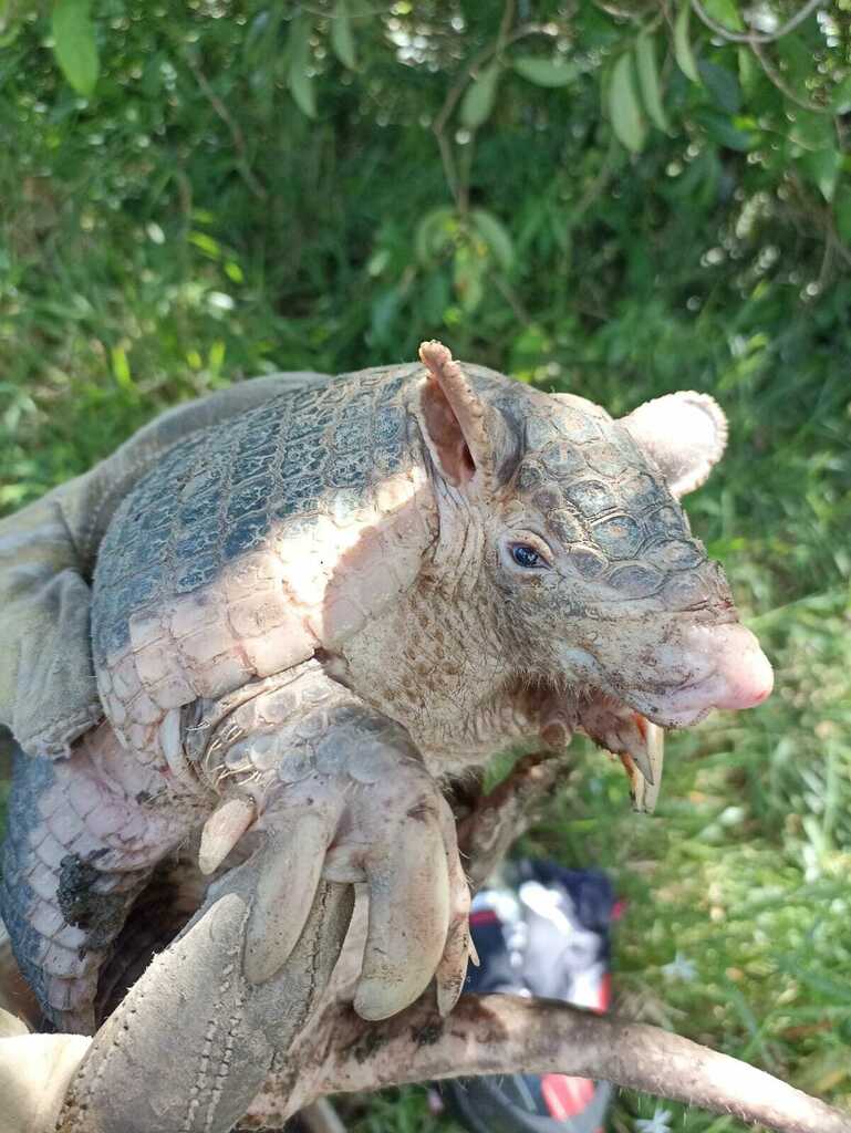 Southern Naked Tailed Armadillo From La Palmera Villavicencio Meta