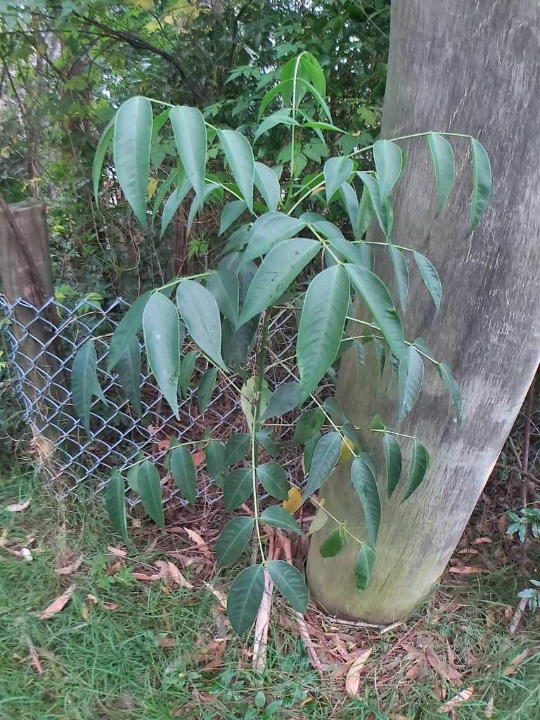 Arsenic Bush From Beecroft Nsw Australia On June At