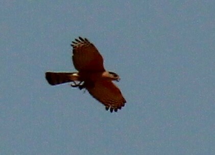 Cooper S Hawk From Avenida General Ram N Corona Colonia La