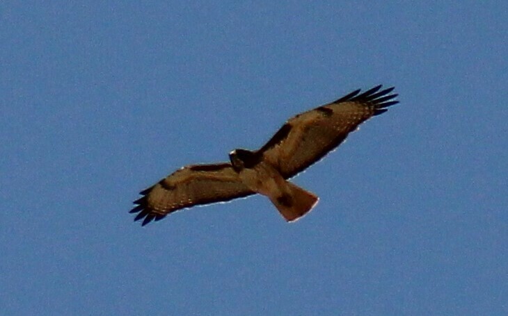 Red Tailed Hawk From Avenida General Ram N Corona Colonia La