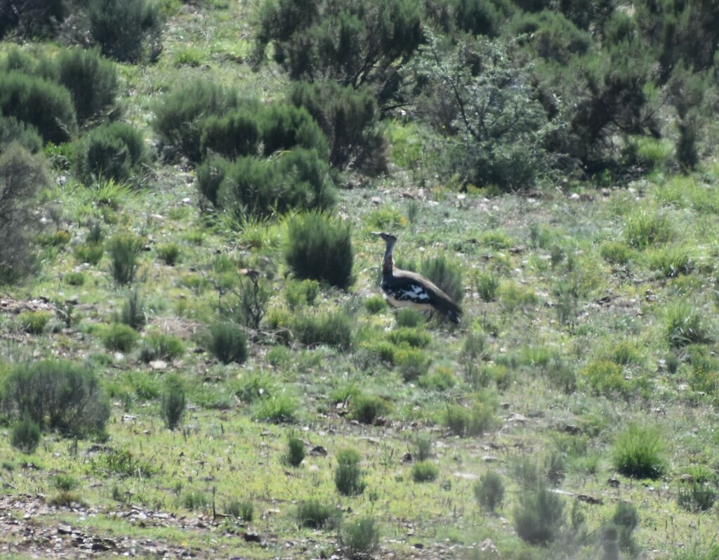 Denham S Bustard From Garden Route District Municipality South Africa