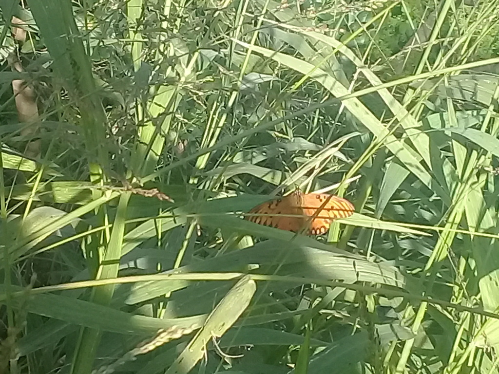 Gulf Fritillary From Puerto Madero CABA Argentina On June 2 2023 At