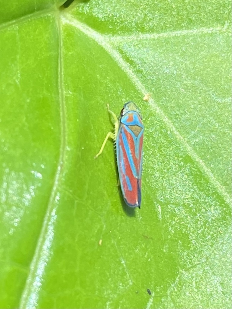 Red Banded Leafhopper From Wicomico County US MD US On June 2 2023