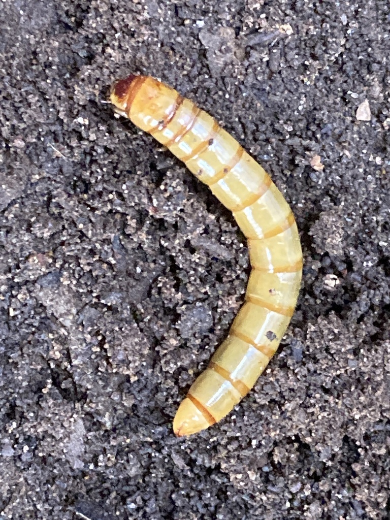 Yellow Mealworm Beetle From Donaldson Dr Paradise Sa Au On June